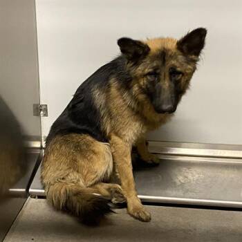 GINGER -  German Shepherd Dog Dog for Adoption in Modesto, California - GINGER | PetCurious