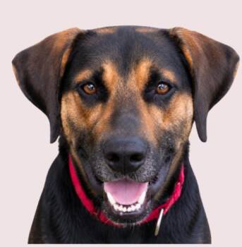 Todd -  Hound Dog for Adoption in Tampa, Florida - Todd | PetCurious