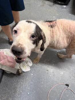 Bugle -  Hound Dog for Adoption in Morristown, Tennessee - Bugle | PetCurious