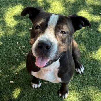Fez -  Pit Bull Terrier Dog for Adoption in Red Bluff, California - Fez | PetCurious