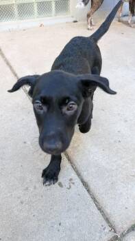 Millie -  Labrador Retriever Dog for Adoption in Alden, New York - Millie | PetCurious
