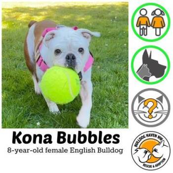 KONA BUBBLES -  English Bulldog Dog for Adoption in Bonney Lake, Washington - KONA BUBBLES | PetCurious