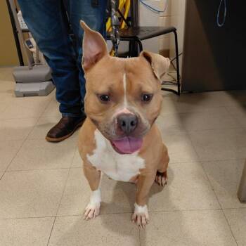 OAKLEY -  Pit Bull Terrier Dog for Adoption - OAKLEY | PetCurious