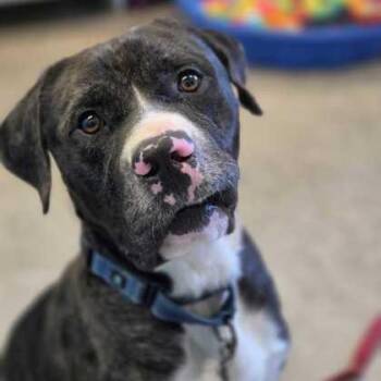 Catahoula Leopard Dog Dogs Available for Adoption in Fernandina Beach, Florida - OTIS | PetCurious
