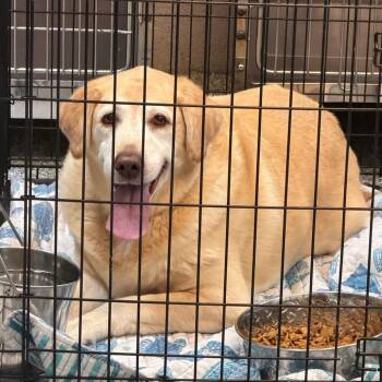 Dutchess -  Yellow Labrador Retriever Dog for Adoption in Port Charlotte, Florida - Dutchess | PetCurious
