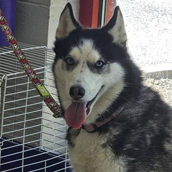 Husky Dogs Available for Adoption in Evansville, Indiana - Ava | PetCurious