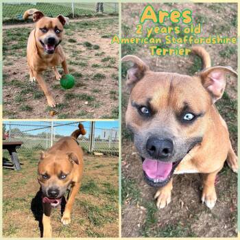 Rescue American Staffordshire Terrier Dogs for Adoption in Franklin, Indiana - Ares | PetCurious