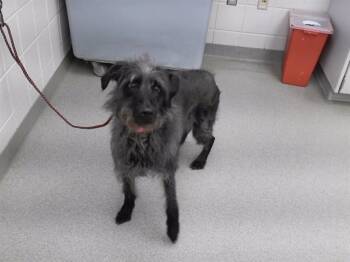 German Wirehaired Pointer and Mixed Breed Dogs Available for Adoption in Omaha, Nebraska - VIOLA | PetCurious