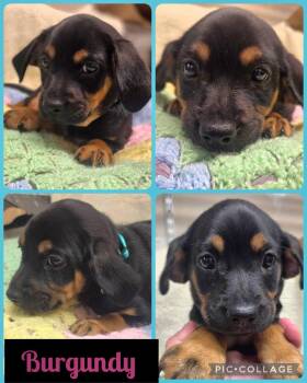 Burgundy -  Dachshund and Chihuahua Dog for Adoption in Newport, Kentucky - Burgundy | PetCurious