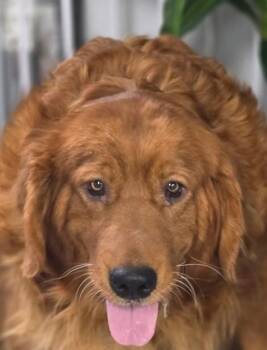 Twila -  Golden Retriever Dog for Adoption in Bath, Ohio - Twila | PetCurious