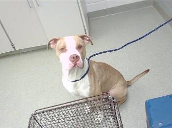 HORN -  Boxer and Mixed Breed Dog for Adoption in Omaha, Nebraska - HORN | PetCurious