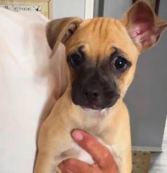 Rue -  Pug Dog for Adoption in Seal Beach, California - Rue | PetCurious