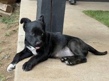 Kelly -  Labrador Retriever and Shepherd Dog Available for Adoption in Aurora, Colorado - Kelly | PetCurious
