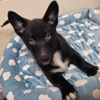 Happy -  Cardigan Welsh Corgi and Cattle Dog Dog for Adoption in Beaumont, Texas - Happy | PetCurious
