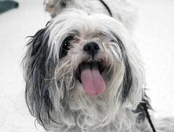 Rescue Shih Tzu and Mixed Breed Dogs for Adoption in Wildomar, California - Coco | PetCurious