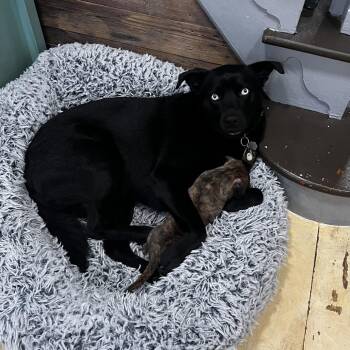 Stem -  Mixed Breed Dog for Adoption in Philadelphia, Pennsylvania - Stem | PetCurious