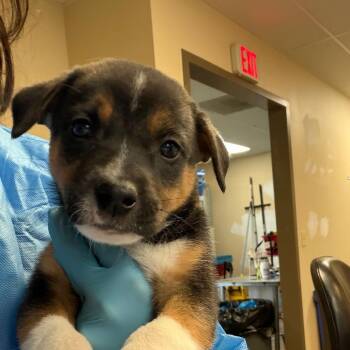Scruffy - In Foster! -  Mixed Breed Dog for Adoption in Flagstaff, Arizona - Scruffy - In Foster! | PetCurious