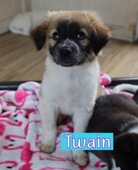 Australian Cattle Dog Blue Heeler Dogs Available for Adoption in Southlake, Texas - Twain | PetCurious
