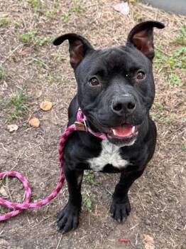 Sombra -  Pit Bull Terrier Dog for Adoption in Chicago, Illinois - Sombra | PetCurious