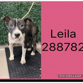 "Leila" -  Mixed Breed Dog for Adoption in Savannah, Georgia - "Leila" | PetCurious