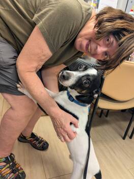Dallas -  Terrier Dog for Adoption in Plain City, Ohio - Dallas | PetCurious