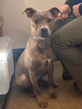 Nicolet -  Pit Bull Terrier Dog for Adoption in Cleveland, Ohio - Nicolet | PetCurious