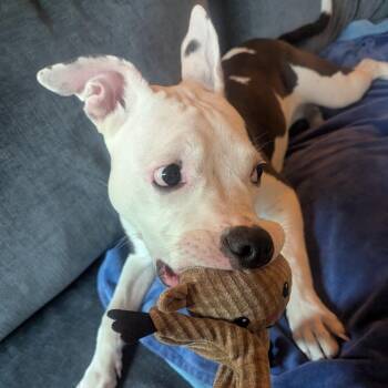 Bambi -  Mixed Breed Dog for Adoption in San Francisco, California - Bambi | PetCurious