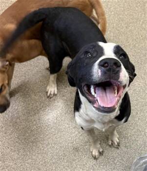 FRAPPUCINO -  Pit Bull Terrier and Mixed Breed Dog for Adoption in Fort Myers, Florida - FRAPPUCINO | PetCurious