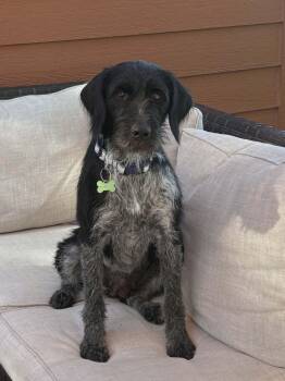 Pepper -  Wirehaired Pointing Griffon Dog for Adoption in WDM, Iowa - Pepper | PetCurious