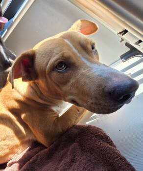 Rescue Pit Bull Terrier and Mixed Breed Dogs for Adoption in Rockport, Texas - The Man | PetCurious