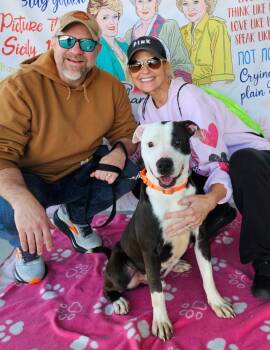 American Staffordshire Terrier and Terrier Dogs Available for Adoption - Kobe | PetCurious