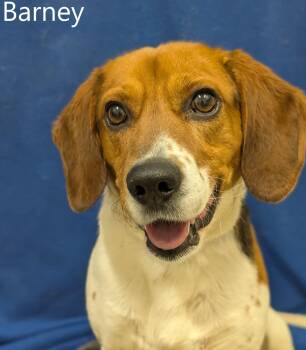 Beagle Dogs Available for Adoption - Barney | PetCurious
