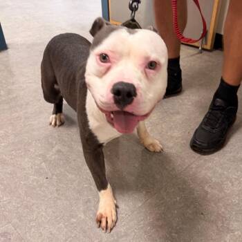 Duke -  American Staffordshire Terrier Dog for Adoption in Philadelphia, Pennsylvania - Duke | PetCurious