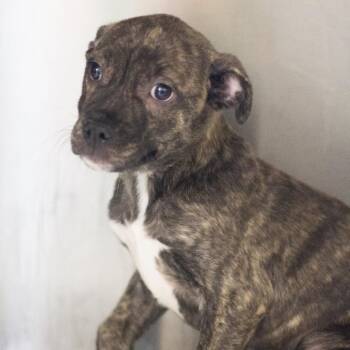 Mixed Breed Dogs Available for Adoption - Maisie 22301 | PetCurious