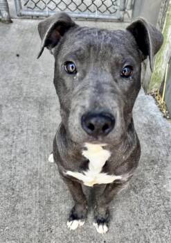 Pit Bull Terrier Dogs Available for Adoption in Chicago, Illinois - David | PetCurious