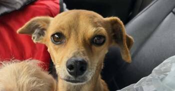 Labrador Retriever Dogs Available for Adoption in New York, New York - Cindy (TX) | PetCurious