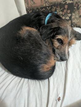 Terrier and Mixed Breed Dogs Available for Adoption - Sandy | PetCurious