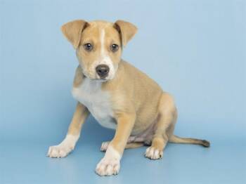 Pit Bull Terrier Dogs Available for Adoption in Phoenix, Arizona - TIMOTHY | PetCurious