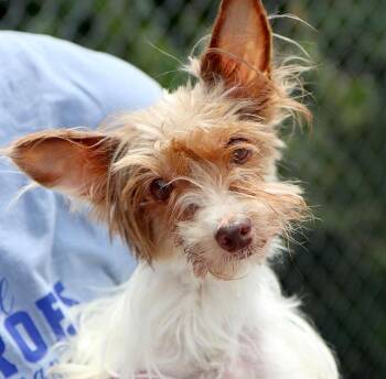 Yorkshire Terrier Dogs Available for Adoption in Kansas City, Kansas - Jesinia (AO36543) | PetCurious