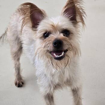 Rescue Yorkshire Terrier Dogs for Adoption in Dandridge, Tennessee - Kasper | PetCurious