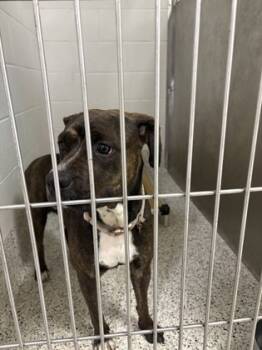 Rescue Pit Bull Terrier and Mixed Breed Dogs for Adoption in Atlanta, Georgia - Darla Girl | PetCurious