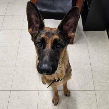 Rescue German Shepherd Dog Dogs for Adoption in The Dalles, Oregon - Maple | PetCurious