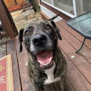 Rescue Mixed Breed Dogs for Adoption in Decatur, Georgia - Mrs. Claus (I Have A Secret Crush!) | PetCurious