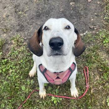Hound Dogs Available for Adoption in Roanoke, Virginia - Macy | PetCurious