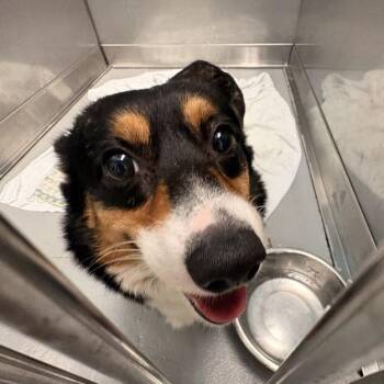No Loitering -  Mixed Breed Dog for Adoption in Davenport, Iowa - No Loitering | PetCurious