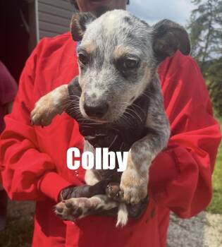 Colby -  Cattle Dog Dog for Adoption in Irwin, Pennsylvania - Colby | PetCurious