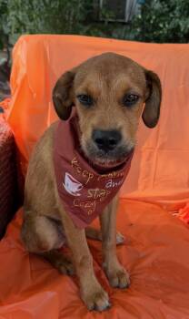 Antonia -  Fox Terrier Dog for Adoption in Louise, Texas - Antonia | PetCurious