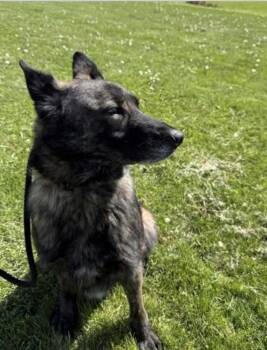 Dutch Shepherd Dogs Available for Adoption in Imlay City, Michigan - Buttons Located In Illinois | PetCurious