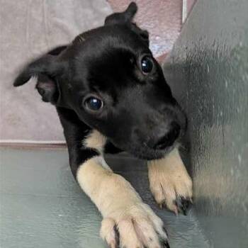 Arwen -  Mixed Breed Dog for Adoption in Asheville, North Carolina - Arwen | PetCurious