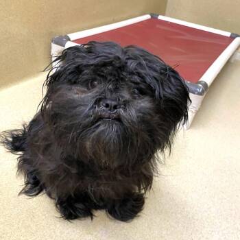 Swiffer -  Shih Tzu Dog for Adoption in Monroe, Georgia - Swiffer | PetCurious